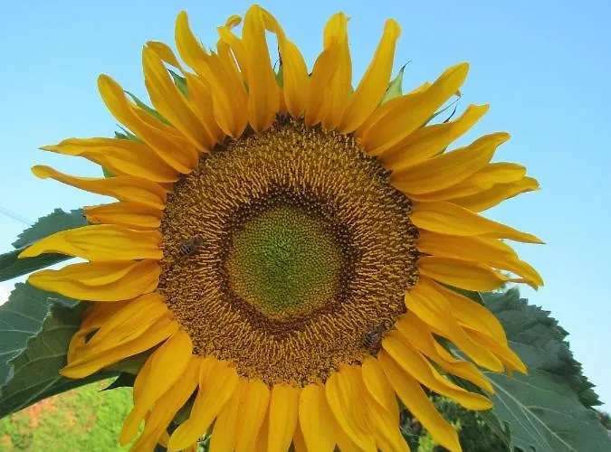 Pod Orehi فندق مبيت وإفطار بوستوينا