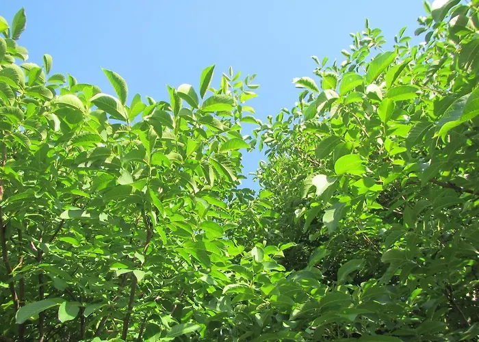 Pod Orehi 2* بوستوينا